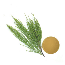 China supplies 100% natural horsetail extract horsetail extract powder